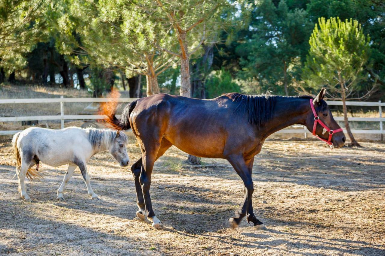 Herdade Da Granja Nova Montargil Eksteriør bilde
